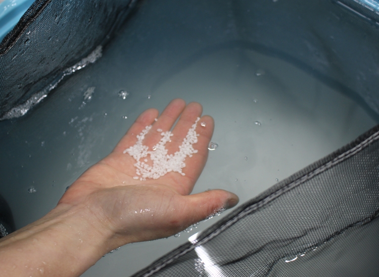 たっぷりの伏流水に酒米を浸けて吸水させる工程 