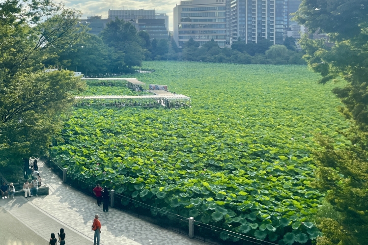 3階から一望できる「不忍（しのばずの）池」。季節ごとに異なる景観を見せる（写真は夏季の様子）